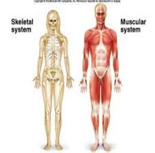 Learn about anatomy muscular system with free interactive flashcards. Human Skeletal And Muscular Systems