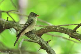 Image result for Contopus virens