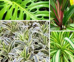 Offering a variety of tropical flowers, leis and potted orchid plants from the hawaiian islands. Hawaiian Flower Buying Guide From With Our Aloha