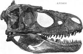 Daspletosaurus torosus skull FMNH - PICRYL - Public Domain Media ...