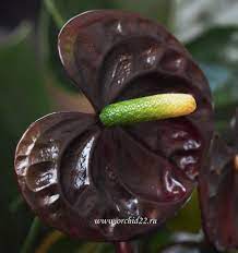 Anthurium Black Queen Jardinagem Belas Flores Jardim