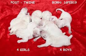 515 likes · 11 talking about this. English Cream Golden Retrievers Of Colorado Golden Retriever Retriever Puppy Puppies