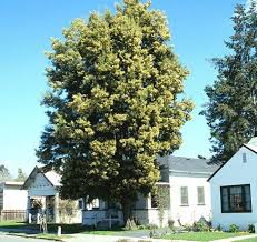 Image result for Acacia melanoxylon