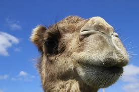 A camel has 3 eyelids around its eyes. Thecamelsoapfactory Sur Twitter Camel Quiz Camel Eyelashes The Camels Have Two Rows Of Long Eyelashes To Help Keep Sand And Dust Out And A Third Clear Inner Eyelid That Allows Them