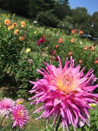 Maybe you would like to learn more about one of these? Gardening For Cut Flowers North Carolina Cooperative Extension