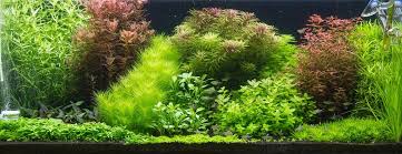 Dibawah ini adalah beberapa jenis tanaman air yang dapat anda pilih untuk akuarium air tawar. Tanaman Hias Aquarium Bacopa Water Hyssop Planter And Forester