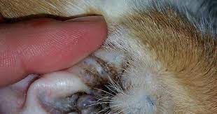 Feline Patient Today Had Ceruminous Cystomatosis Info In Comments R Popping