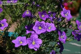 Image result for Nierembergia hippomanica