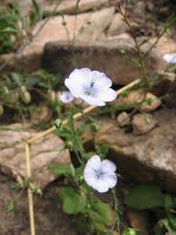 Image result for Linaceae