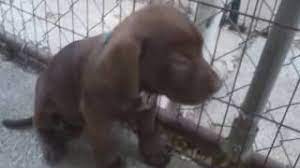 Chocolate labrador retriever puppies for sale. Chocolate And Black Lab Mix Puppies At 7 Weeks Youtube