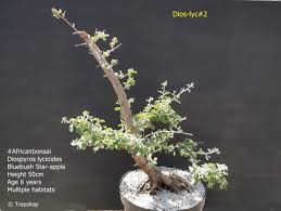 Image result for Diospyros lycioides