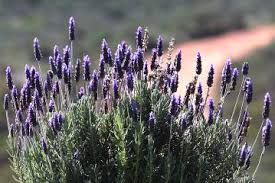 Yes, there is a lavender blooming almost all the time in our gardens. When And How Long Does Lavender Bloom Gardener Report