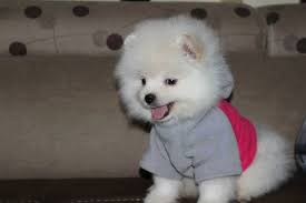 sahibinden tamamen hayvan sahiplendirme platformu facebook