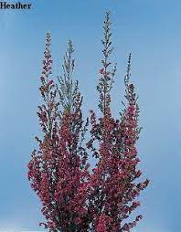 Heather Flower Meanings Flowers Name List Heather Flower