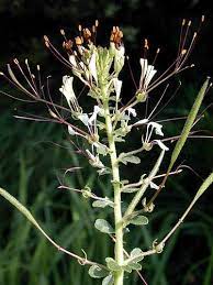 They are important in the green vegetables are sources of the important mineral elements. Spider Plant Infonet Biovision Home