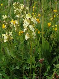 Image result for Buchnera longispicata