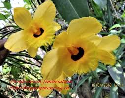 Image result for Grangea anthemoides