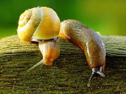 Extensive feeding can result in a weak or dying plant. Are Snails Good For Gardens