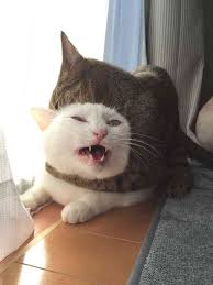 Pin On Pets