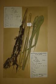 Image result for Vossia cuspidata