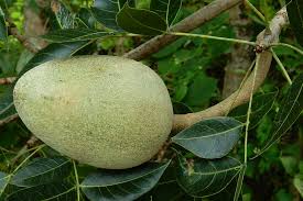 Image result for Swietenia