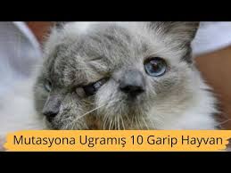 Mutasyona Ugramis En Garip 10 Hayvan 2019 Youtube
