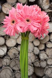 Image result for Gerbera