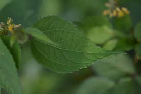 Image result for Triumfetta annua