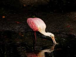 Talk about getting photo bombed. This Roseate Spoonbill flew right at me  clearing my head by just a few feet. Phillipe Park, Safety Harbor Florida