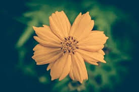 Vans wallpaper hype wallpaper homescreen wallpaper iphone background wallpaper retro wallpaper baby blue wallpaper monogram wallpaper wallpaper quotes iphone backgrounds. Sunflower Vintage Flower Background Floral Beautiful Old Retro Nature Wallpaper Design Pikist