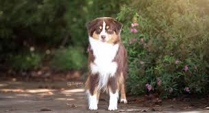 Visit us now to find the right i live on a ranch and enjoy my miniature american shepherds.i enjoy showing them at akc shows and raising quality puppies. 4 Clovers Miniature American Shepherd Online