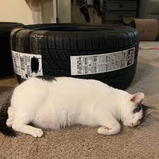 Not Sure What Hoodad Ordered But It Feels Funny And It Makes A Nice Big Pillow Blindcat Blindcatsofinstagram Blindcatsrock Blindcats Noeyesnopr