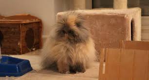 Quand Peut On Laver Son Lapin Nain Hygiene Du Lapin Les Petits Lapins
