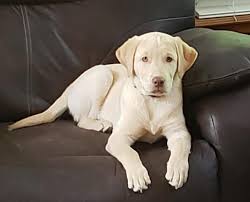 Most purebred labrador breeders are opposed to the breeding of labs. Silverwaterlabs Silver Labrador Bentley