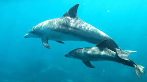 Some dolphins, such as the amazon river dolphin, may be limited by their environment. Dolphin Reproduction And Parenting Dolphin Way