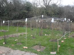 Related:fruit tree cage fruit trees fruit tree mesh fruit trees plants fruit tree protection. A Cheap Fruitcage Potatoes And A Flower Patch Not Just Greenfingers