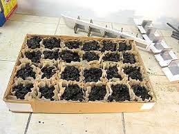 10 Creative Seed Starting Ideas Diy Seed Containers A Cultivated Nest Seed Starters Frugal Gardening Starting Seeds Indoors