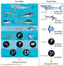 marine food web and food chain students britannica kids