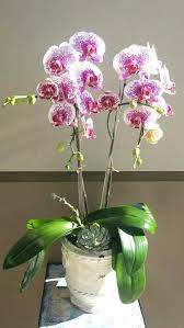 Pin On Easter Plants