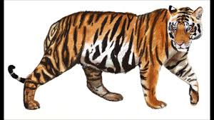 A step by step guide on how to draw a bengal tiger, including detailed tips on how to draw heads, paws, and stripes. How To Draw A Tiger Draw Step By Step