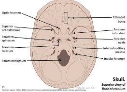 Skull Diagram Superior View Of Floor Of Cranium With Labels Axial Skeleton Visual Atlas Page 25 Axial Skeleton Skull Anatomy Human Anatomy And Physiology