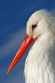 Big Bird With Large Beak Red Beak Stork With Red Beak Pet Birds Stork Beautiful Birds