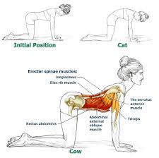 Redhead woman stretching spine practicing cat cow pose and doing bird dog balance or donkey kick posture, kneeling opposite arm and leg extension. Stiff Back Just One Stretch To Relax Your Back Muscles The Health Science Journal