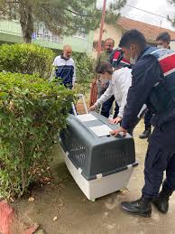 Pehlivankoy Sokak Hayvanlari Koruma Ve Acil Mudahale Ekibi Calismalari Devam Ediyor