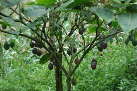 Pine nuts are considered to be a healthy snack choice for growing kids and teens. Fruit Trees Brazil Nut Tree Fruit