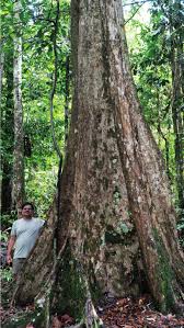 Image result for Loxodera bovonei