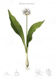 Image result for Allium ursinum