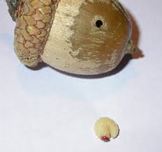 9902 3rd ave apt 2c, brooklyn, ny 11209. Wormy Acorns And Hickory Nuts Horticulture And Home Pest News