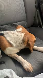 Found a small Beagle mix running around St James yesterday, looks like shes  been out for a while. Brought her home and gave her a bath and food and  water but I