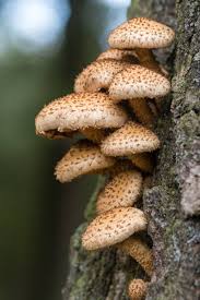 Image result for Xerophyta squarrosa